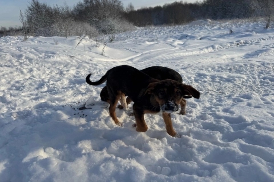 Психологическая экспертиза может ждать псковскую экс-чиновницу, выбросившую собак в мороз на трассу