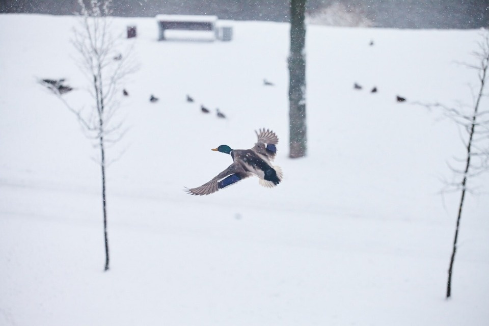 До -19 градусов ожидается в Псковской области ночью 23 января До -19 градусов ожидается в Псковской области ночью 23 января