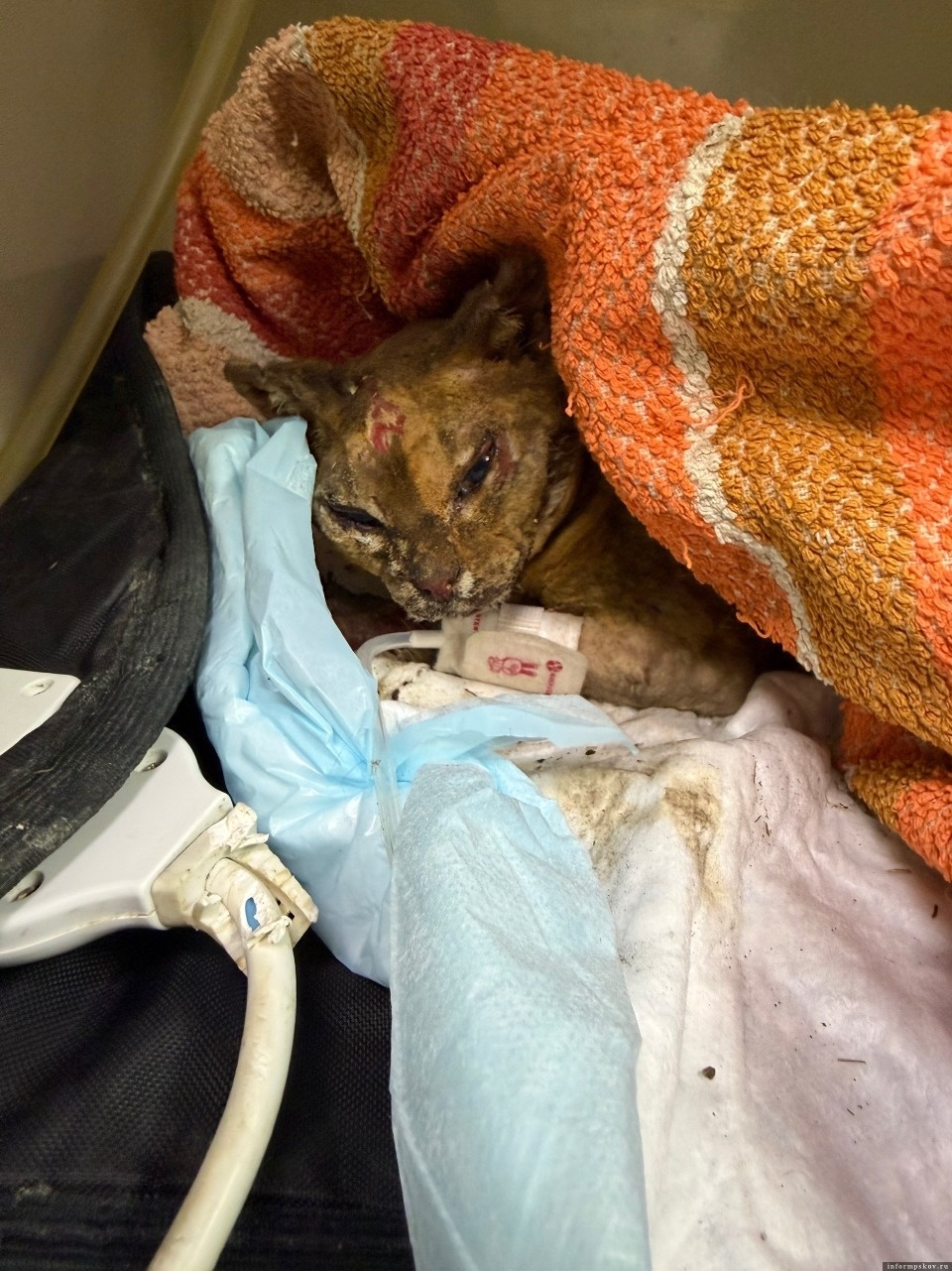Сотрудники МЧС из Пскова спасли обгоревшую кошку Искорку Сотрудники МЧС из Пскова спасли обгоревшую кошку Искорку