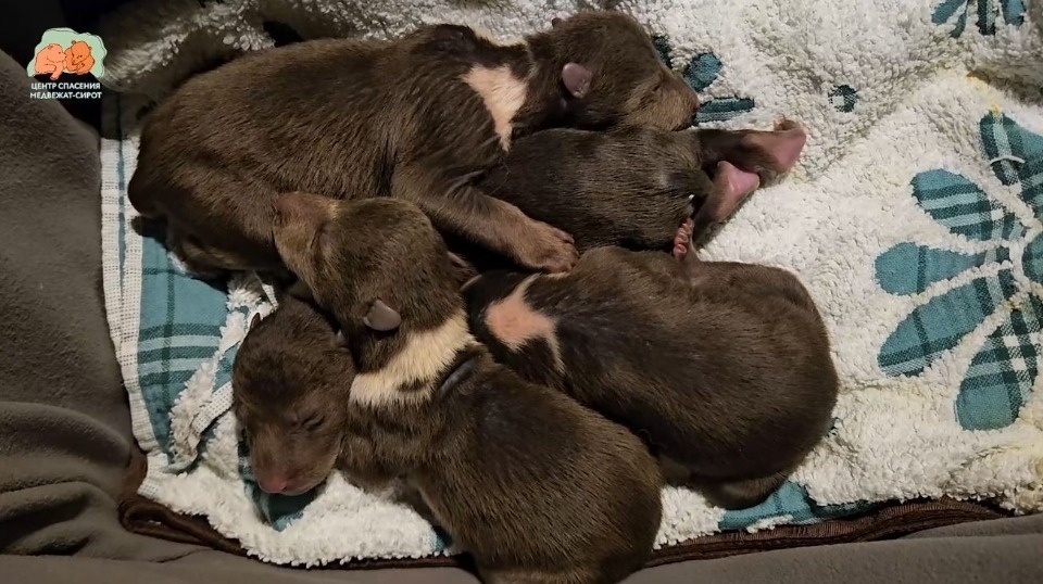 Медвежата, спасенные в Бежаницком районе, растут на глазах