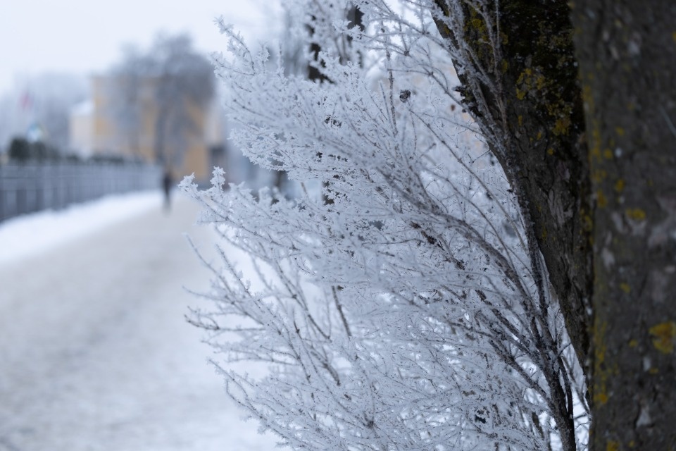 До -11 градусов прогнозируется в Псковской области 28 января