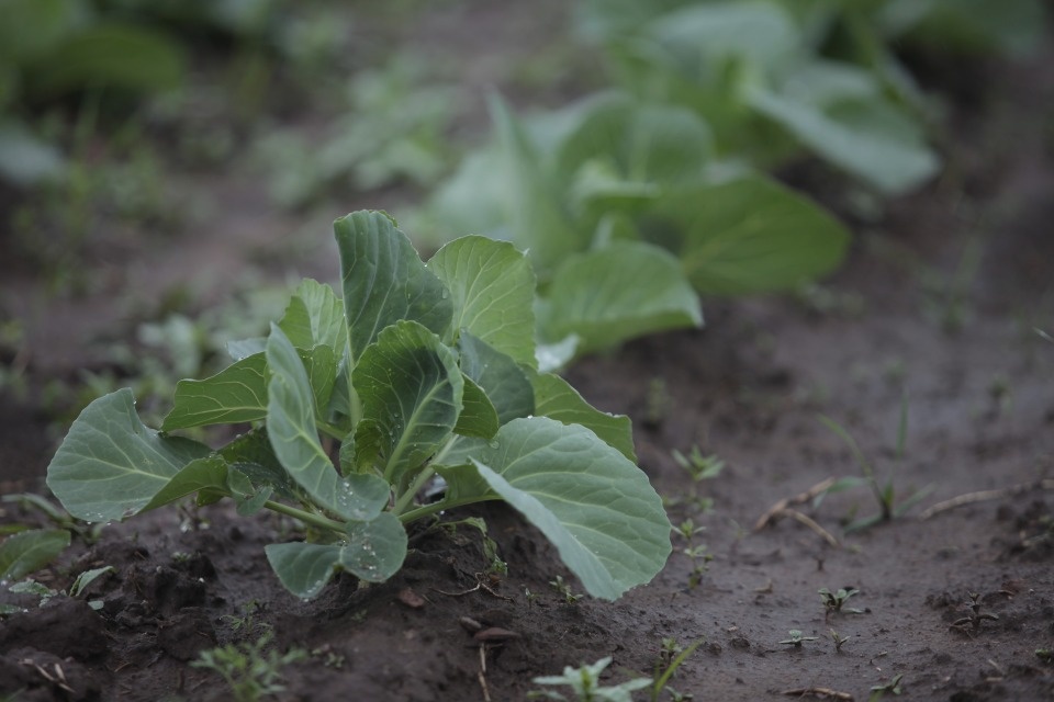 Псковская область стала одним из органических регионов России по итогам 2025 года