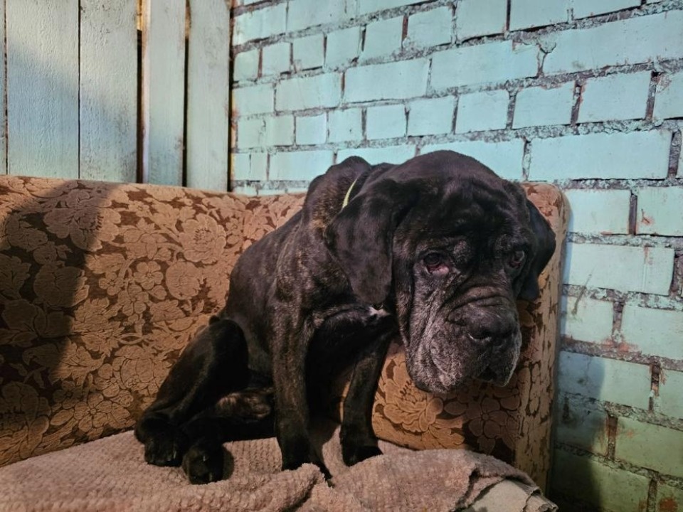 В Печорах у хозяйки изъяли двух измученных голодом собак