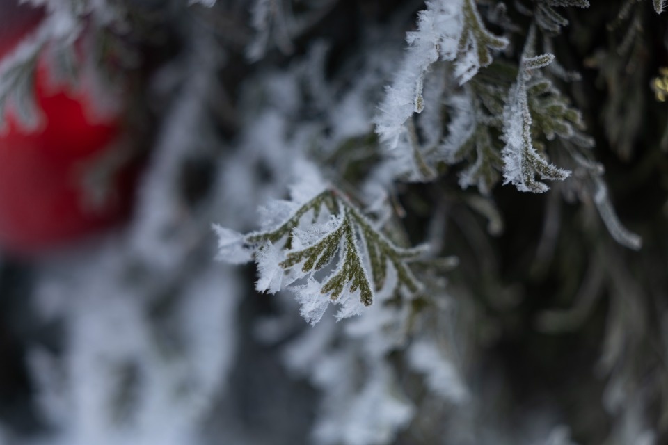 Небольшой снег прогнозируют жителям Псковской области 29 января