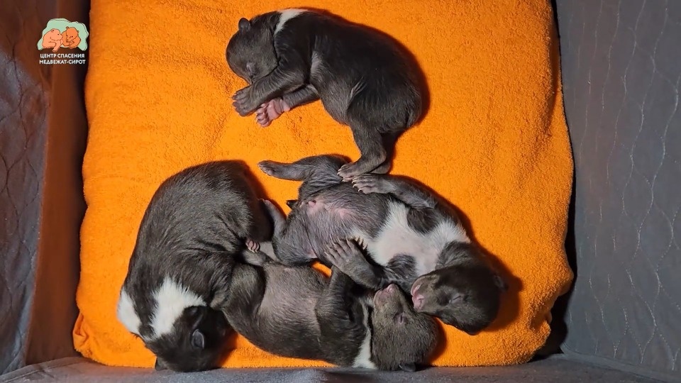 Спасенным в Псковской области медвежатам дали имена