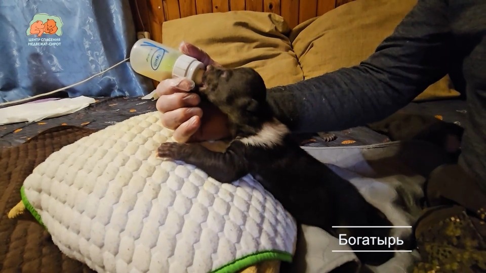 Спасенным в Псковской области медвежатам дали имена