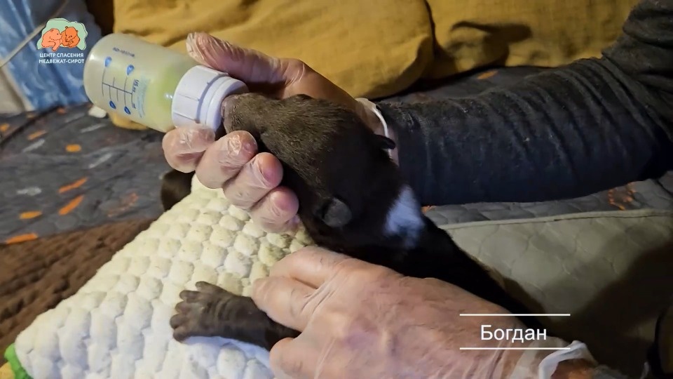 Спасенным в Псковской области медвежатам дали имена