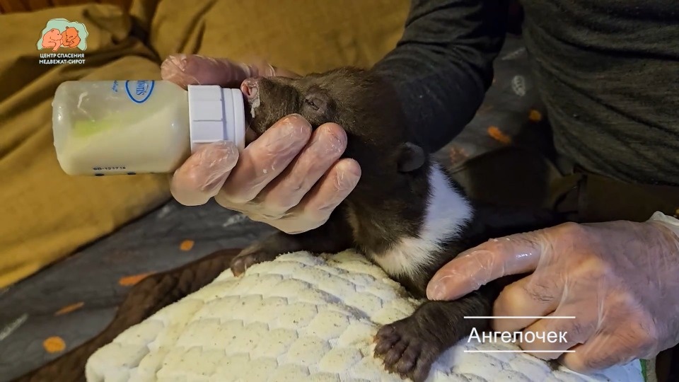 Спасенным в Псковской области медвежатам дали имена