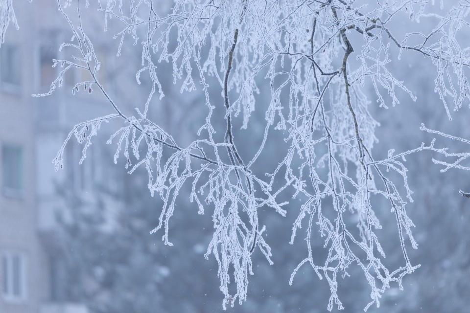 Большие морозы прогнозируются в Псковской области с 30 января