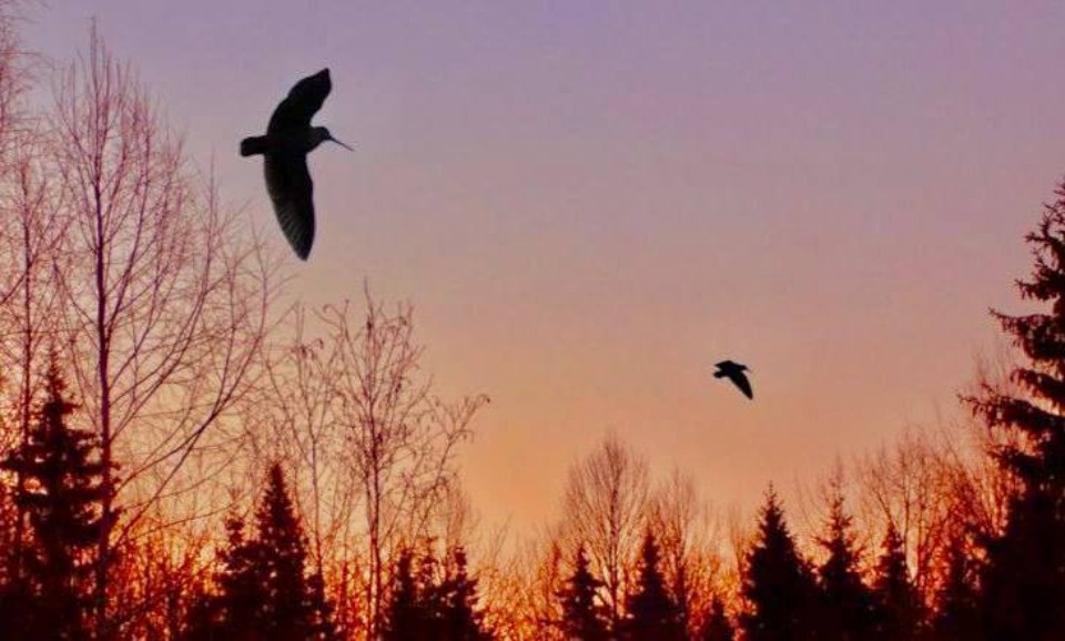 Изменилась дата начала весенней охоты на боровую дичь в Псковской области