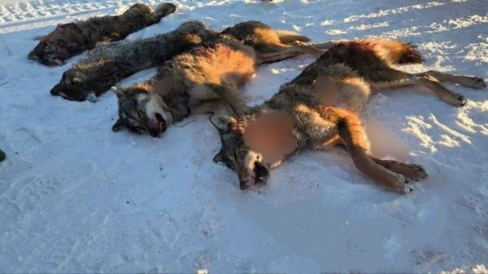 Четверых из пяти волков, нападавших на собак, ликвидировали в Печорском районе