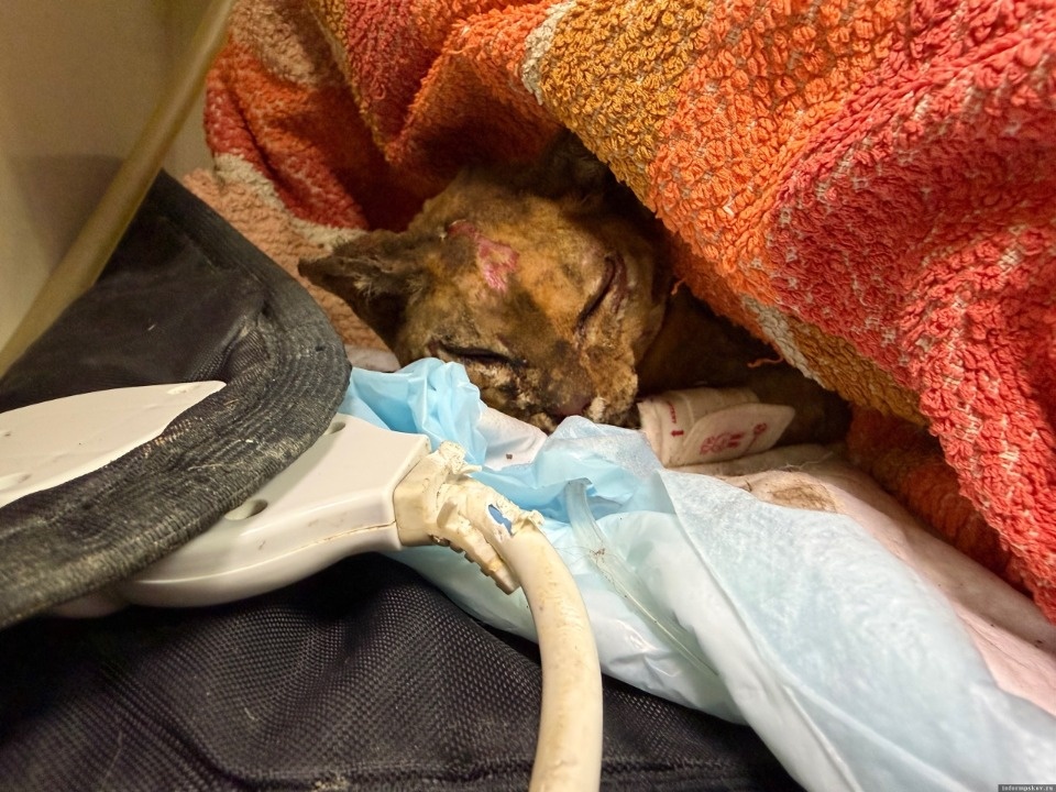 Умерла спасенная псковскими сотрудниками МЧС кошка Искорка Умерла спасенная псковскими сотрудниками МЧС кошка Искорка