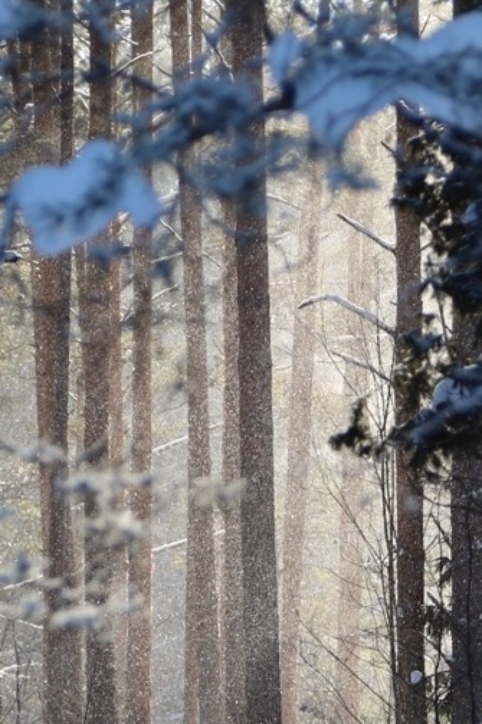 Зимушка-зима