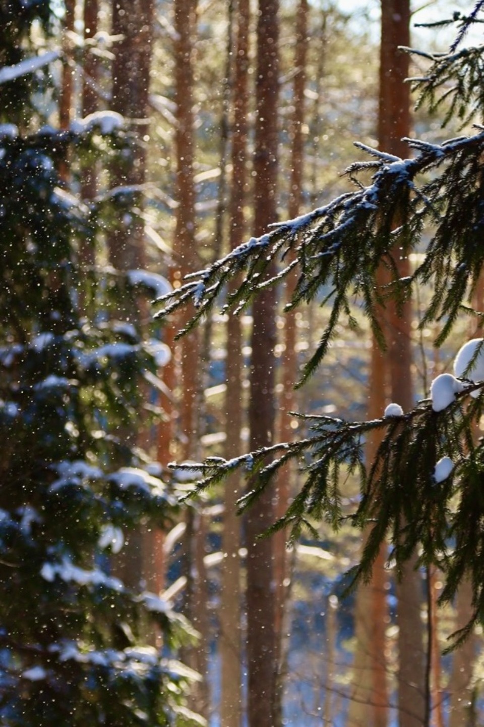 Зимушка-зима