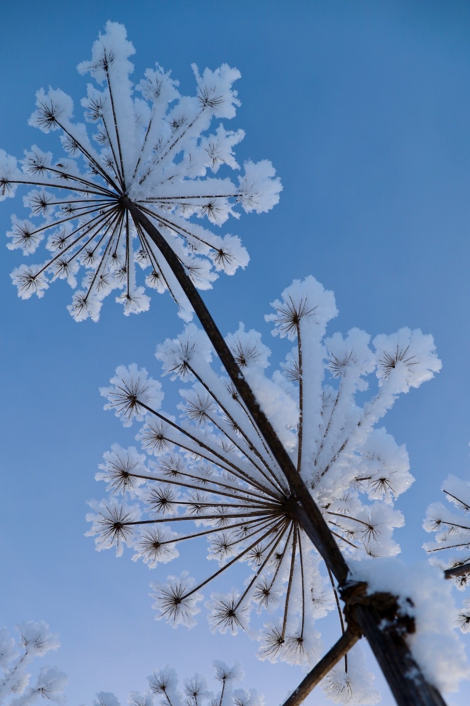 Зимушка-зима