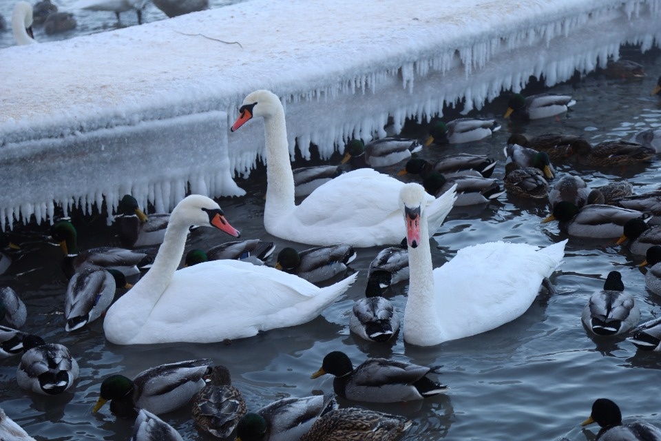 Зимушка-зима