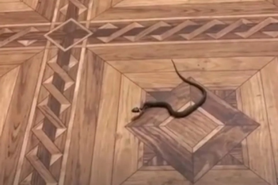 Ужа встретила дома жительница Плюссы 