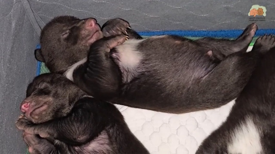 Специалисты ждут первых шагов «медвежьего народа» из Псковской области