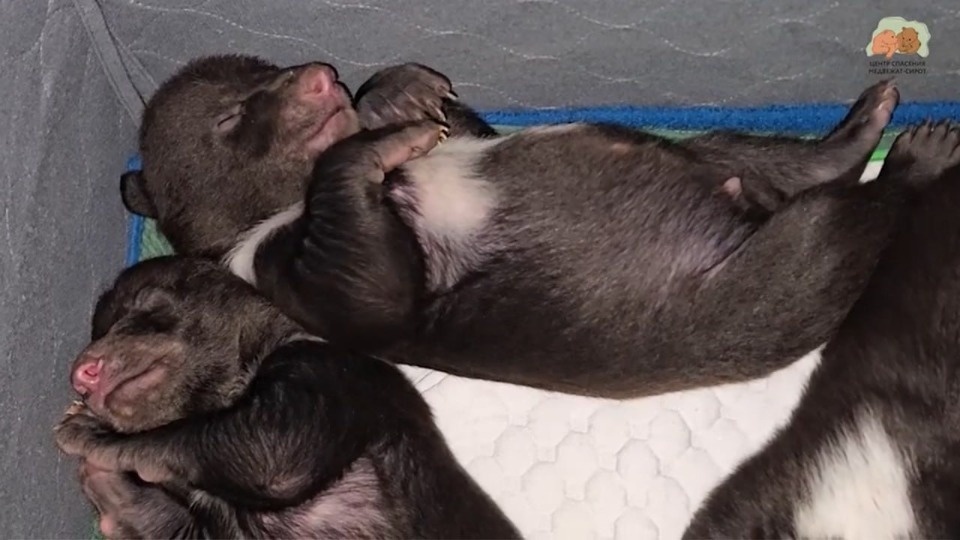 Почему псковских медвежат содержат в полумраке, рассказали тверские специалисты