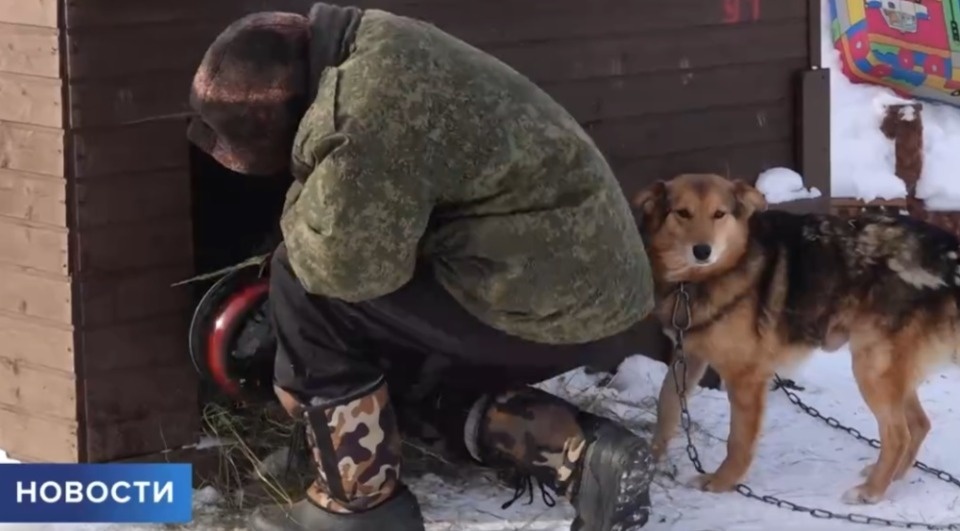 Из-за вспышки питомникового кашля в псковского зооприюте ввели карантин