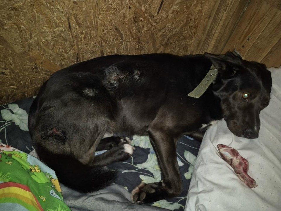 Полиция проводит проверку по факту стрельбы в пса Лорда в Палкинском районе Полиция проводит проверку по факту стрельбы в пса Лорда в Палкинском районе