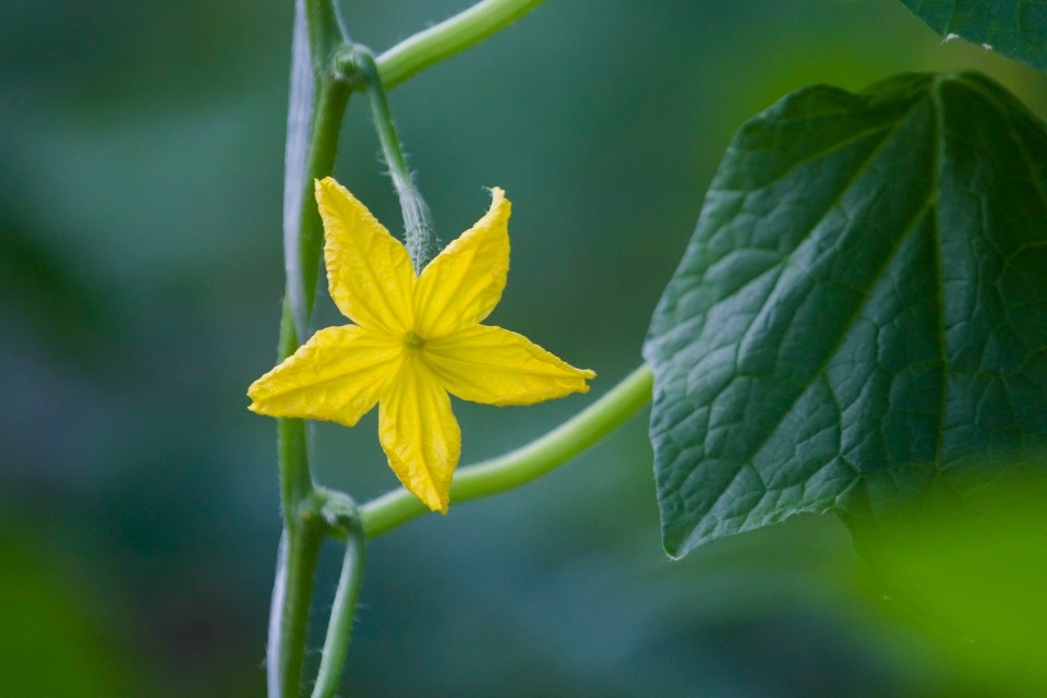 Почему огурцы стали такими дорогими, рассказал директор псковской агрофирмы