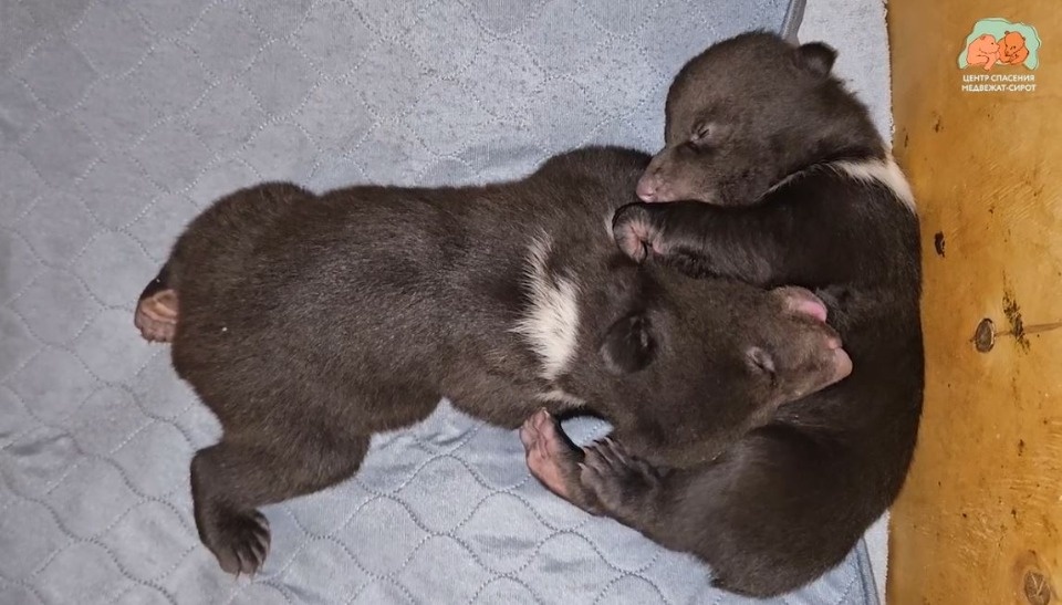 Спасенных псковских медвежат расселили по отдельным «квартирам» Спасенных псковских медвежат расселили по отдельным «квартирам»