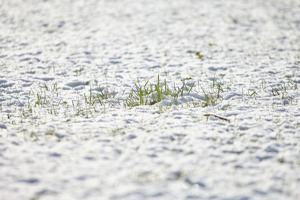 Морозы и оттепели ожидаются в марте в Псковской области 