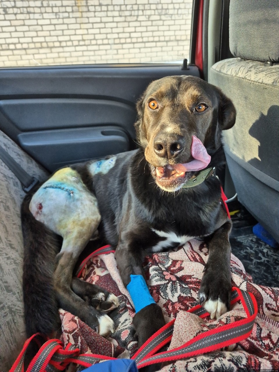 Псковские зоозащитники рассказали о состоянии пострадавшего пса Лорда Псковские зоозащитники рассказали о состоянии пострадавшего пса Лорда