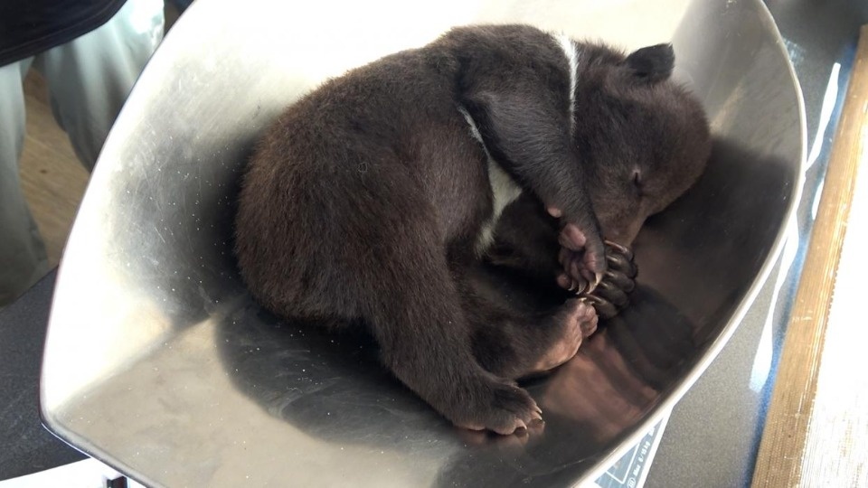 Спасенные псковские медвежата показали характер на ветобследовании