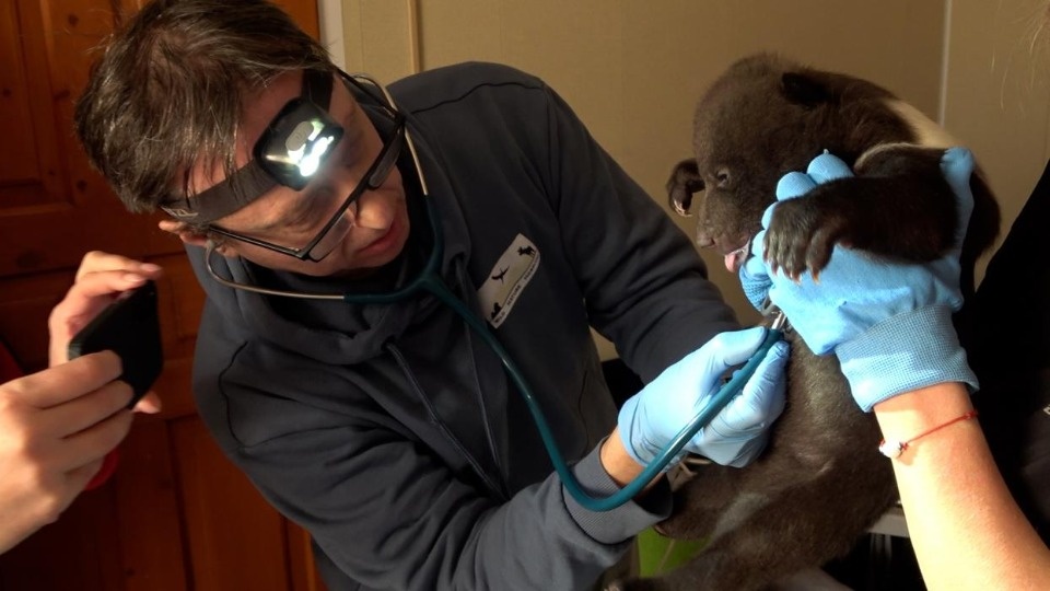 Спасенные псковские медвежата показали характер на ветобследовании