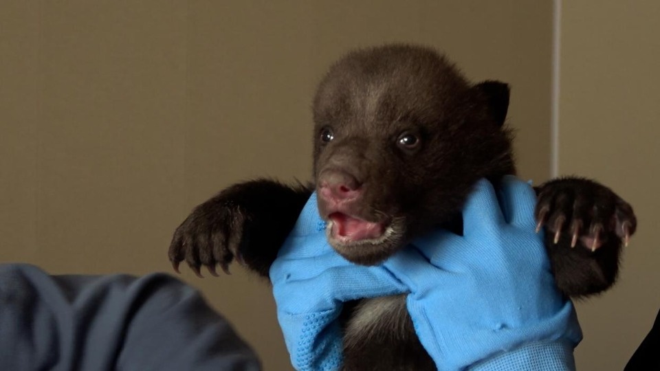 Спасенные псковские медвежата показали характер на ветобследовании