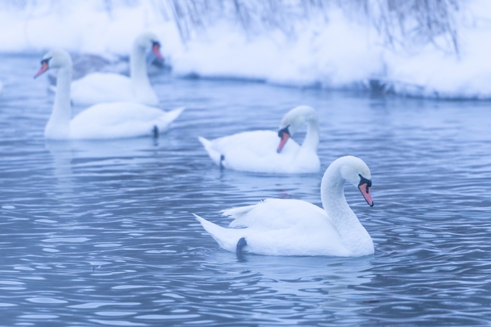 До -3 градусов прогнозируется в Псковской области 25 февраля
