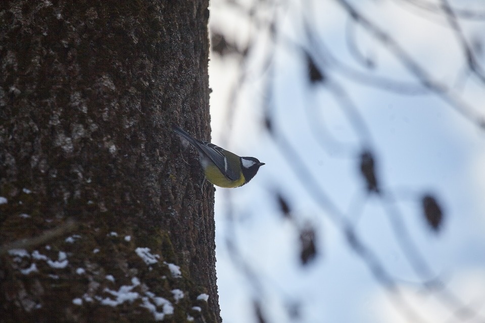До 4 градусов тепла ожидается в Псковской области 2 марта 