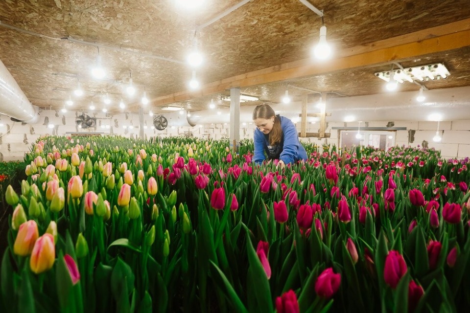 Цены на тюльпаны перед 8 Марта. Сколько заплатят псковичи за символ весны