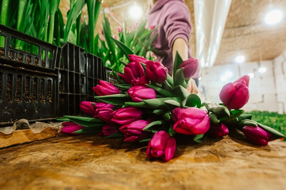 Цены на тюльпаны перед 8 Марта. Сколько заплатят псковичи за символ весны