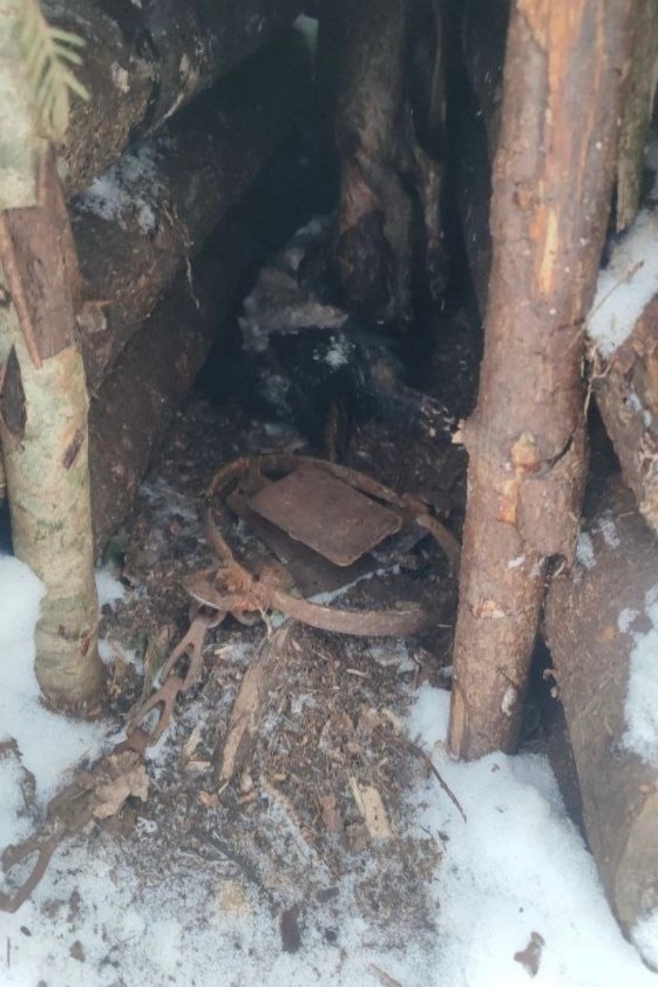 15 капканов на пушных зверей нашли в Полистовском заповеднике