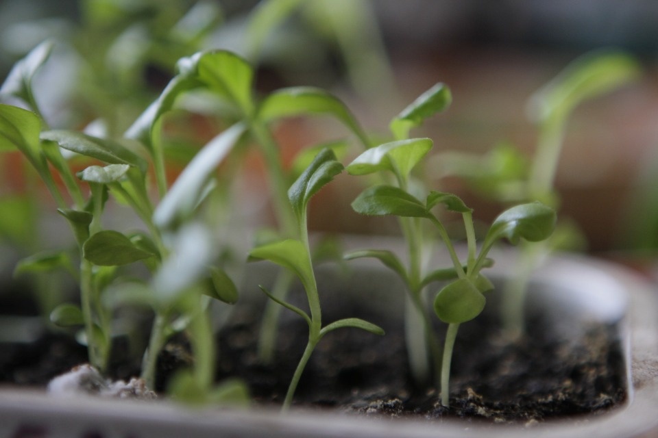 «Отложите грядки»