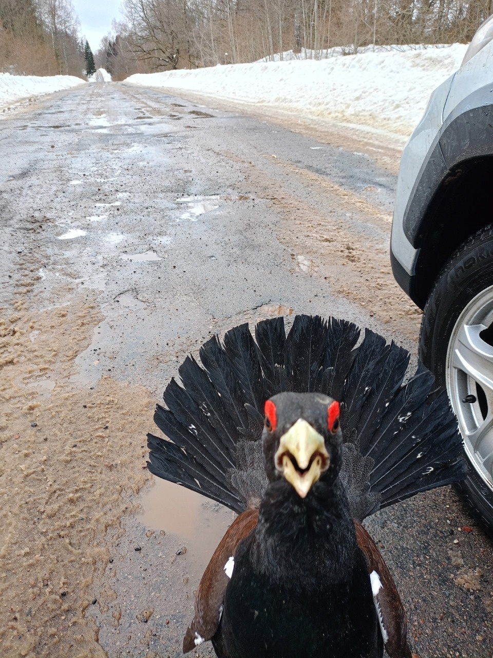 Псковский депутат столкнулся с глухарем Псковский депутат столкнулся с глухарем