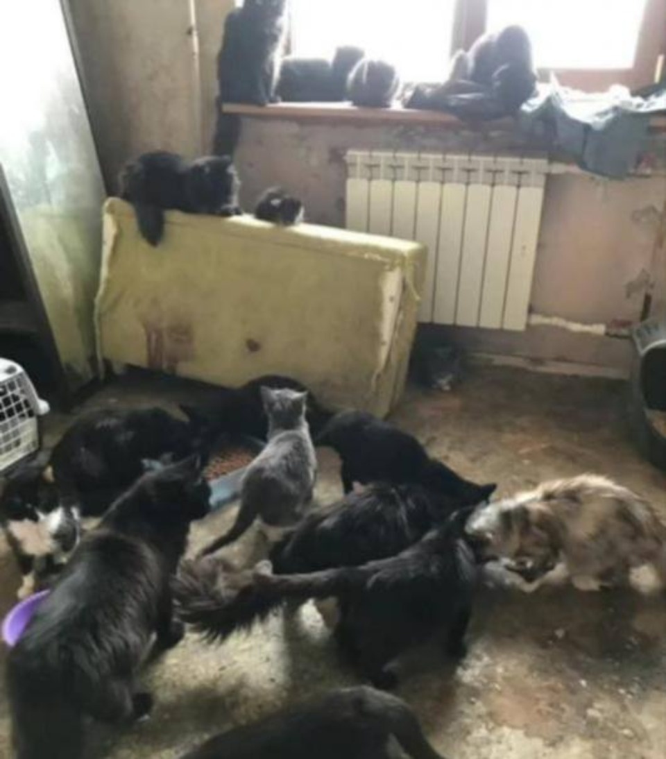 Псковичку, которая держала в квартире более 50 котов, признали невменяемой 