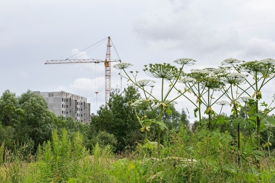 Штрафы за борщевик на даче начнут получать россияне с начала лета