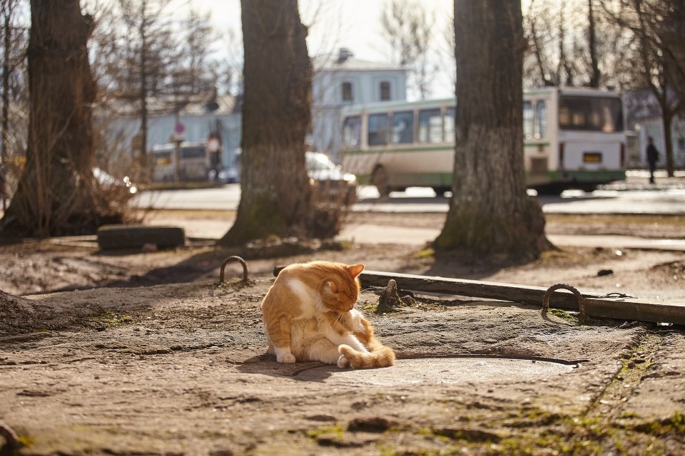Без осадков и до +15 градусов ожидается в Псковской области 11 марта