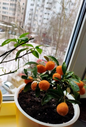 Тропики на подоконнике