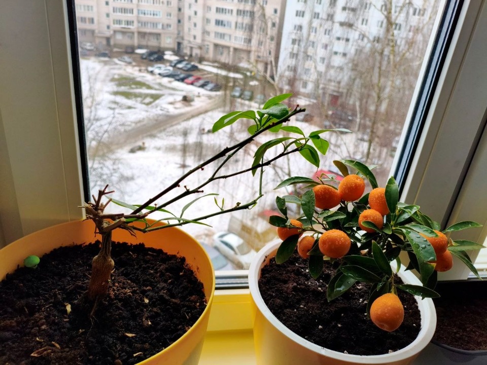 Тропики на подоконнике