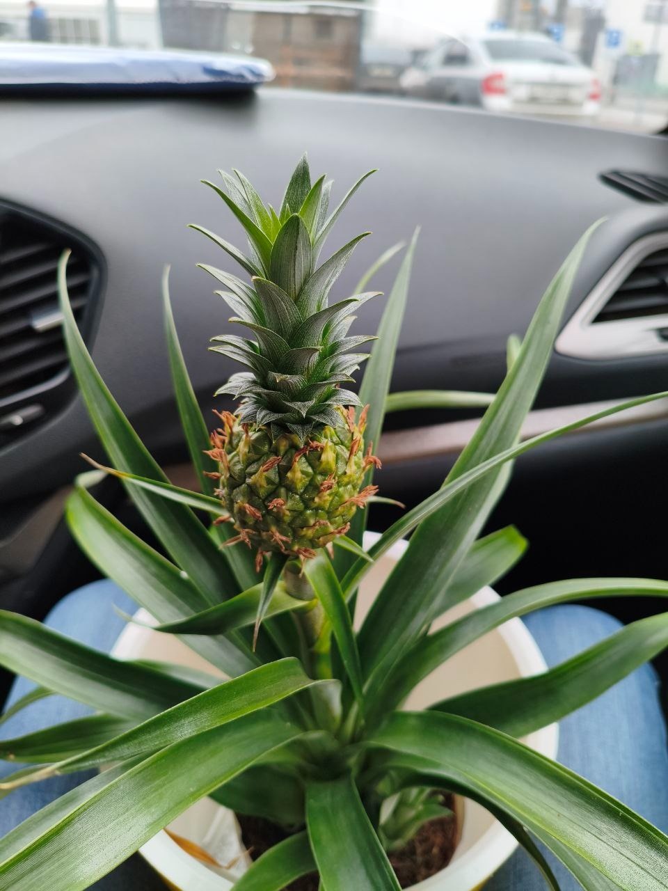 Тропики на подоконнике