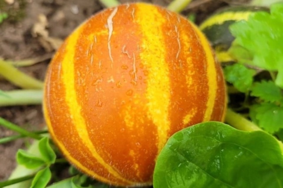 Тропики на подоконнике