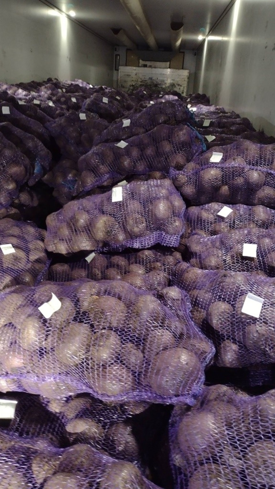 Почти 13 млн цветов ввезли в Россию через Псковскую область в мартовские праздники