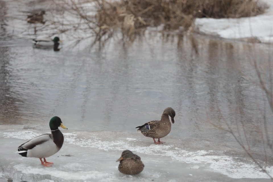 Очередной температурный рекорд побит в Пскове Очередной температурный рекорд побит в Пскове