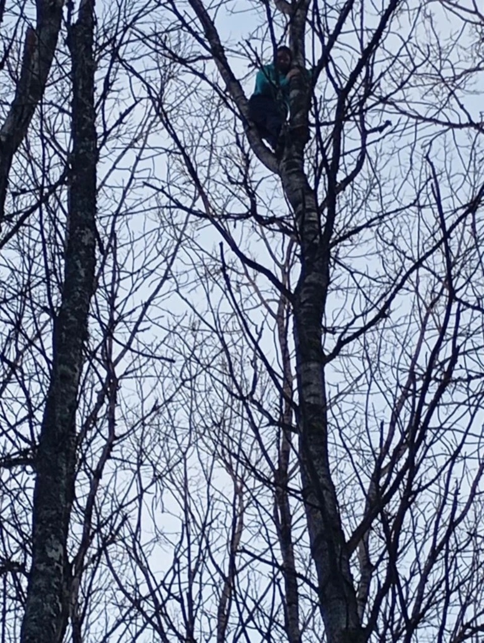 Парашютистка неудачно приземлилась на деревья в Псковском районе