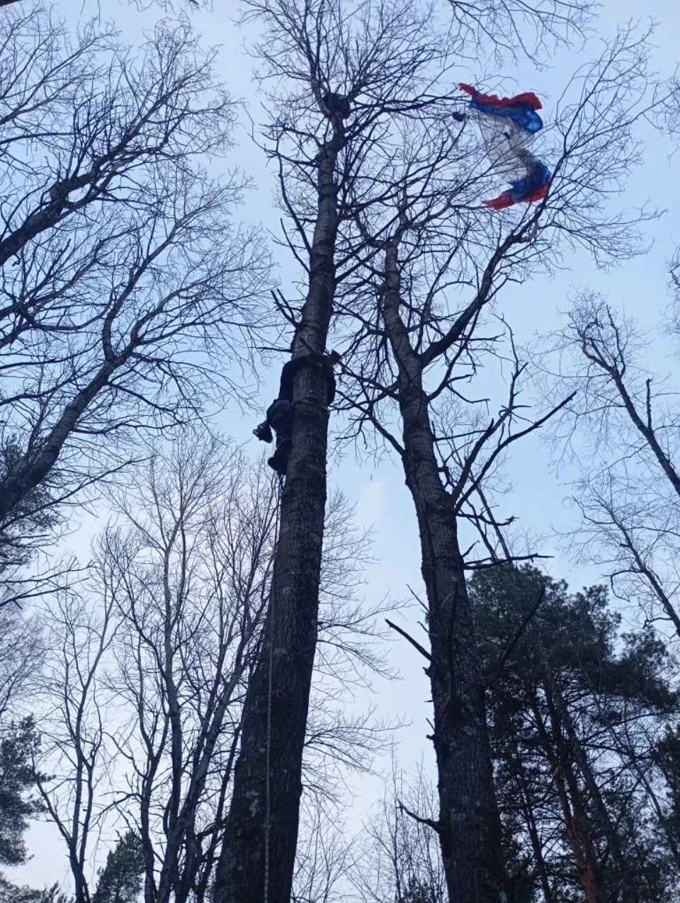 Парашютистка неудачно приземлилась на деревья в Псковском районе